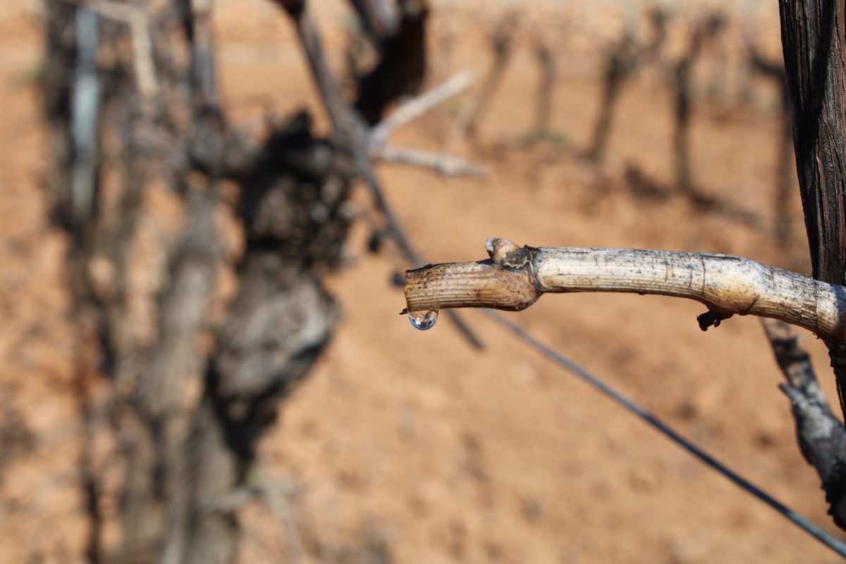 Lágrimas de emoción