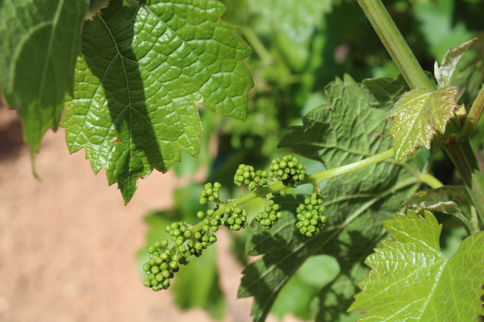 Empieza a asomar nuestra nueva añada