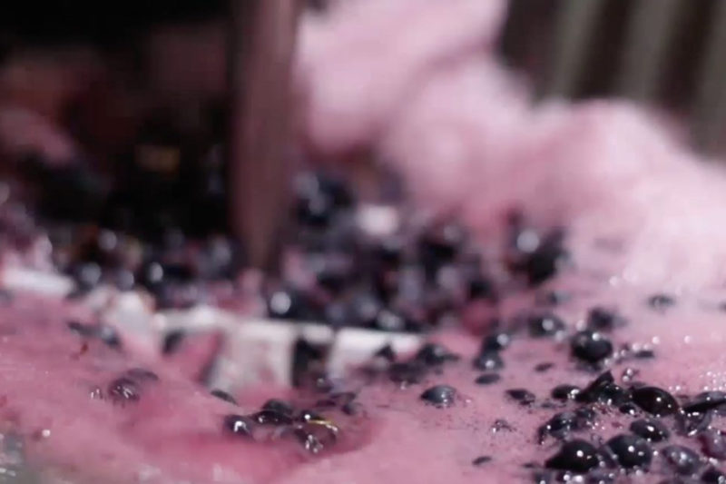 Fin de una vendimia larga y de calidad