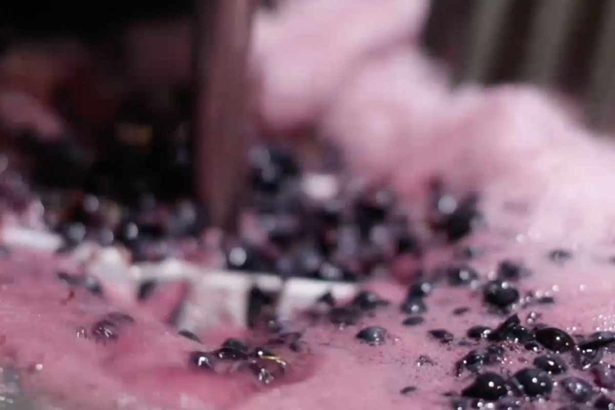 Fin de una vendimia larga y de calidad