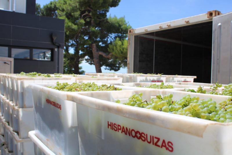 De vendimia en un verano diferente