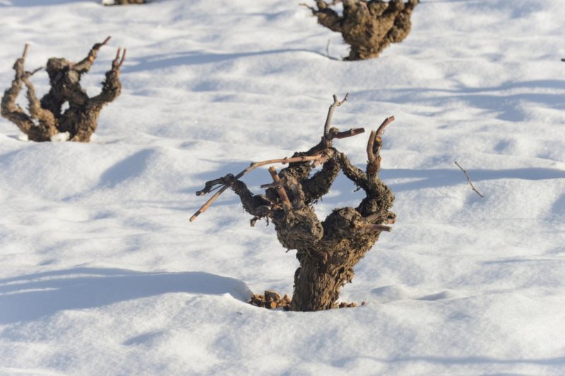 La nieve sumerge a la viña en un dulce y reparador sueño