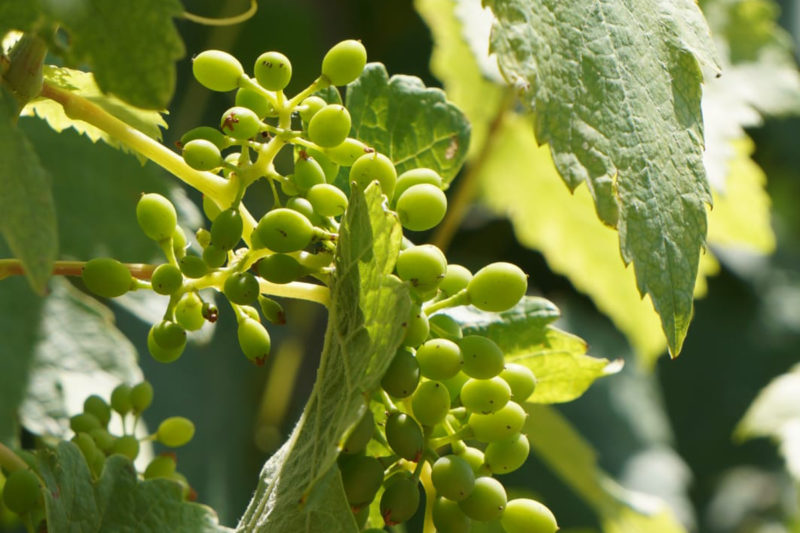 La cosecha 2021 ya asoma con belleza en nuestra viña
