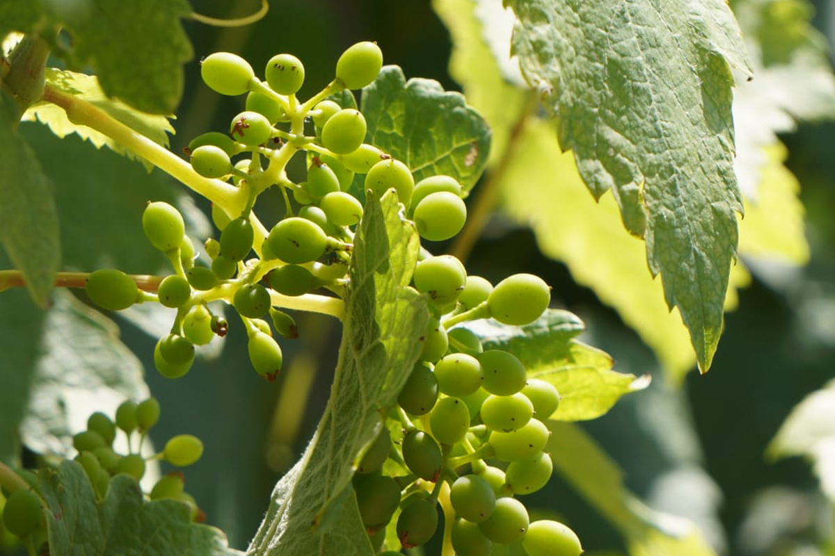 La cosecha 2021 ya asoma con belleza en nuestra viña