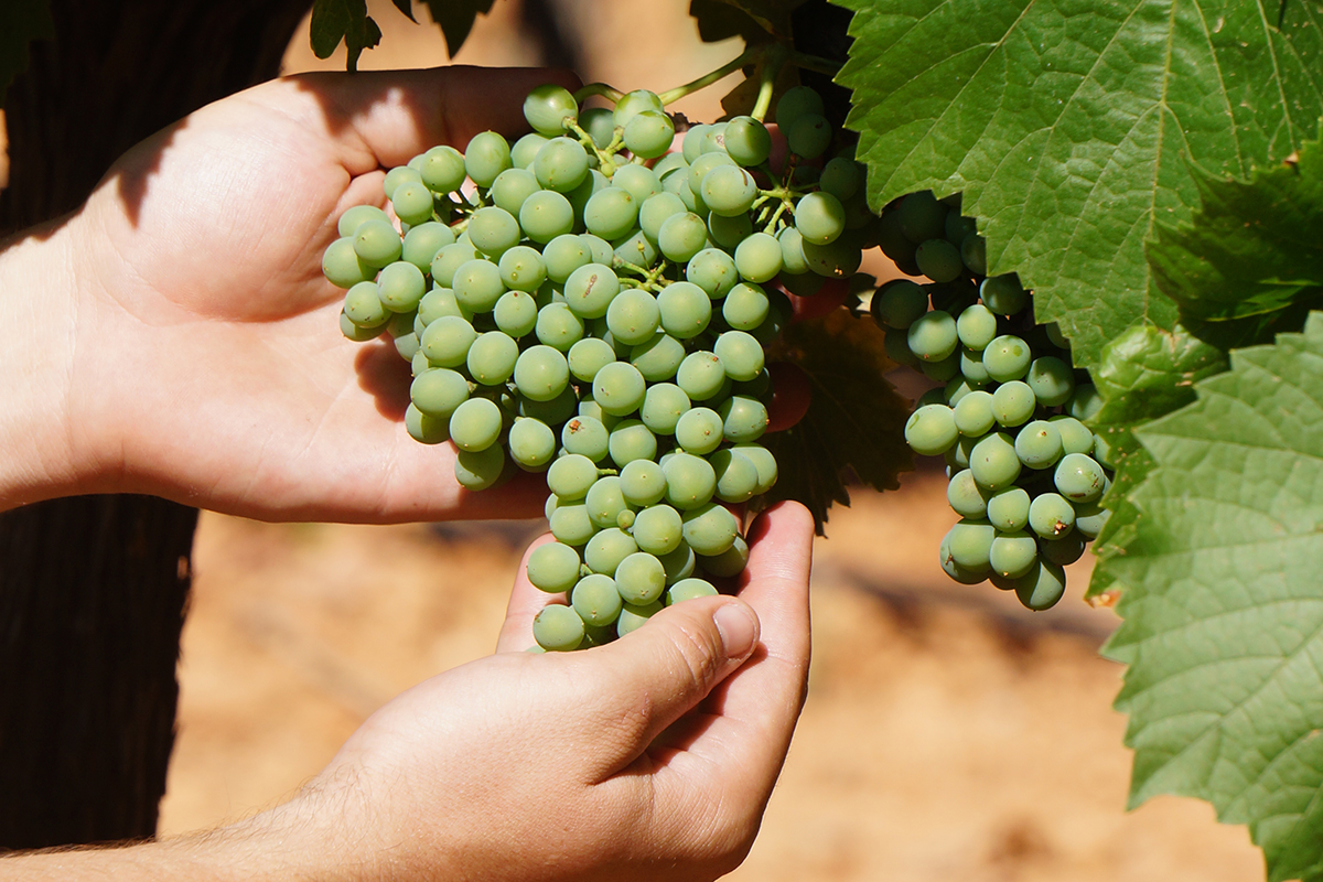 El viñedo está precioso esperando la vendimia