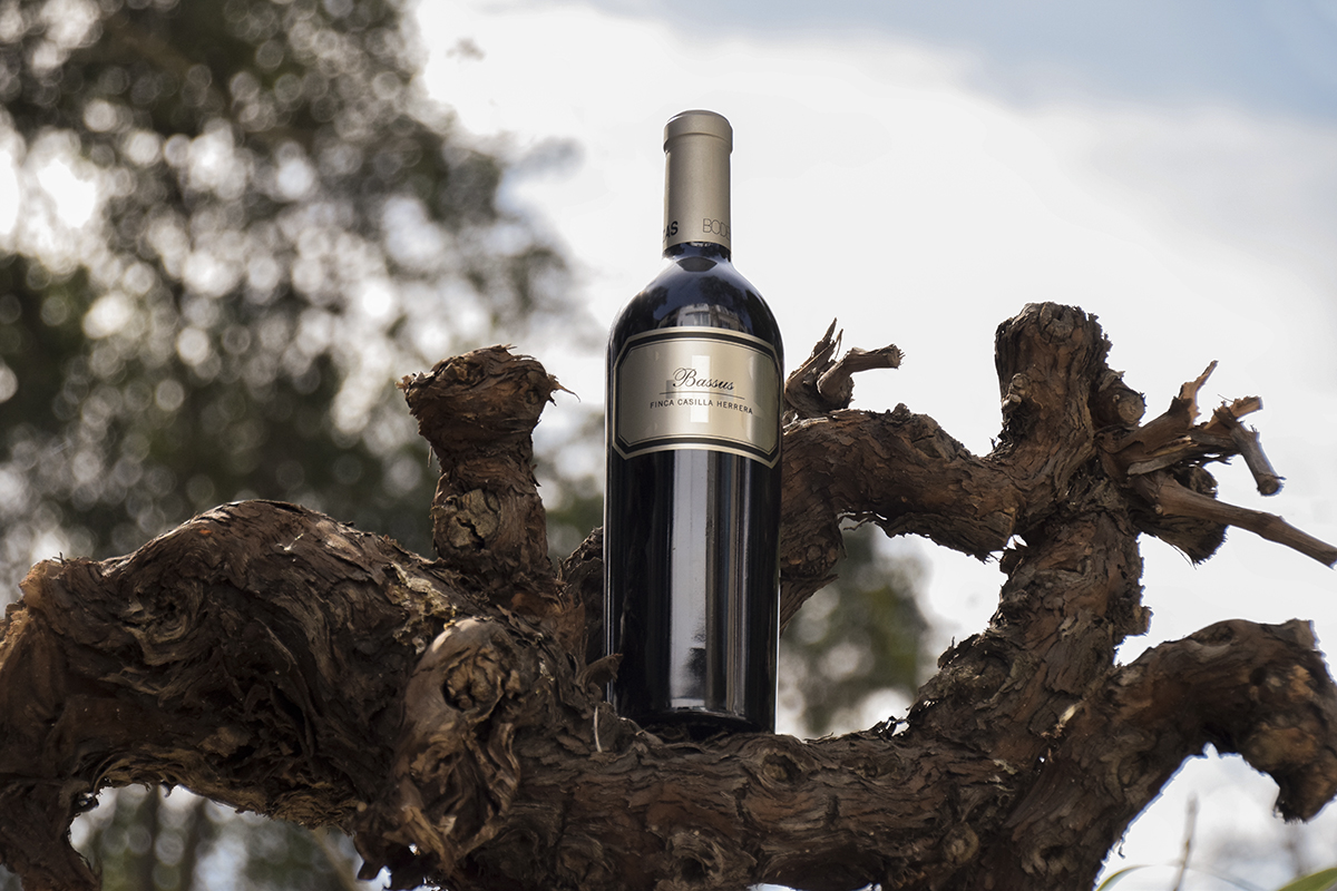 El Bassus Casilla Herrera gana en elegancia y finura con su nueva cosecha