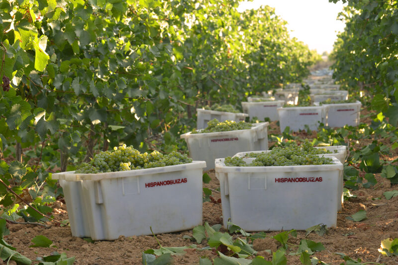 Rafa Navarro vaticina una cosecha de mucha calidad