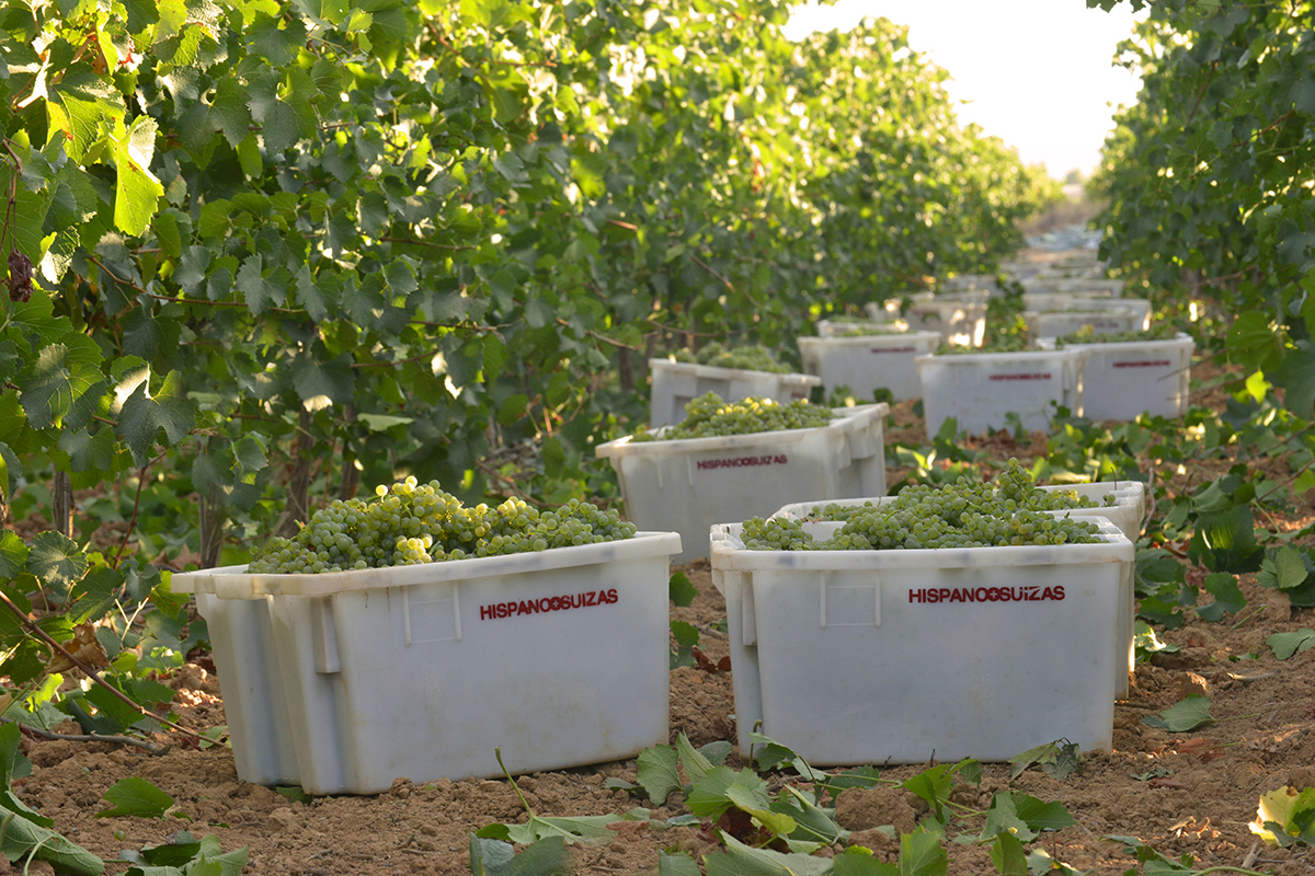 Rafa Navarro vaticina una cosecha de mucha calidad